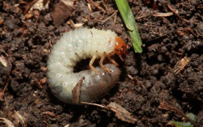 Grub & Insect Control Treatments | Lawncare | Seymour, CT