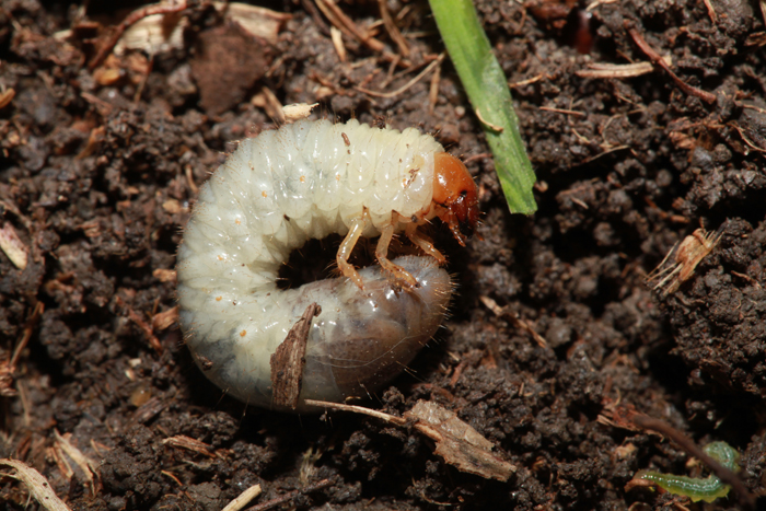 Grub, Insect & Pest Control Lawn Care Treatment Services | Bethlehem, CT