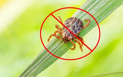 Tick Control Services | Tick Spray Company | Watertown, CT