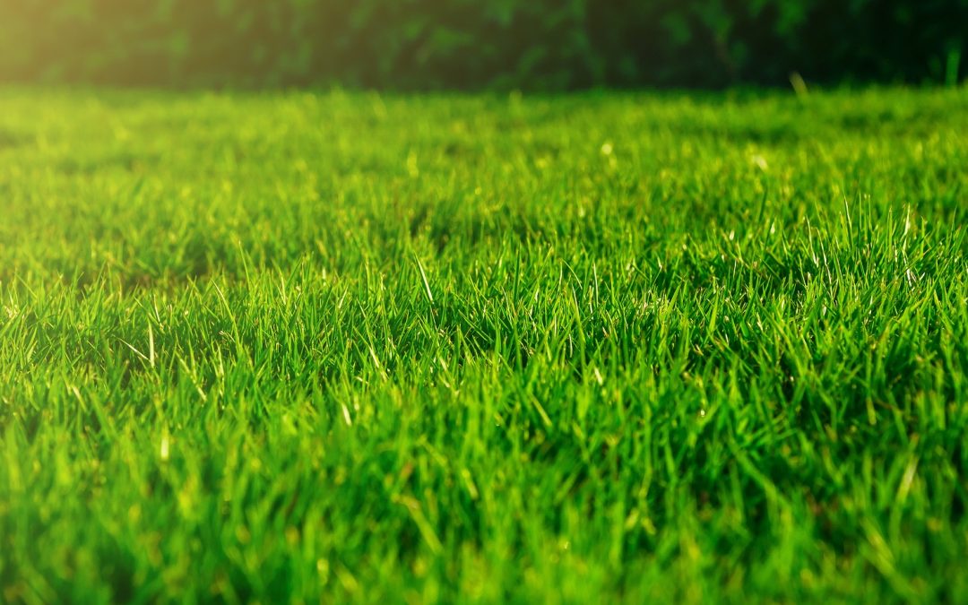 Watertown, CT | Fertilizer Lawn Care Programs | Weed Control