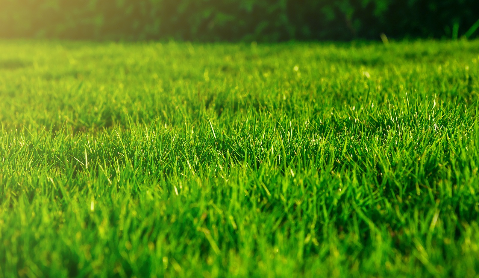 Oxford, CT | Best Weed Control Services | Lawncare Near Me