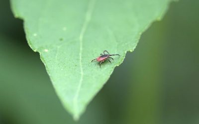 Tick Spraying In Middlebury, CT – Tick Control Service