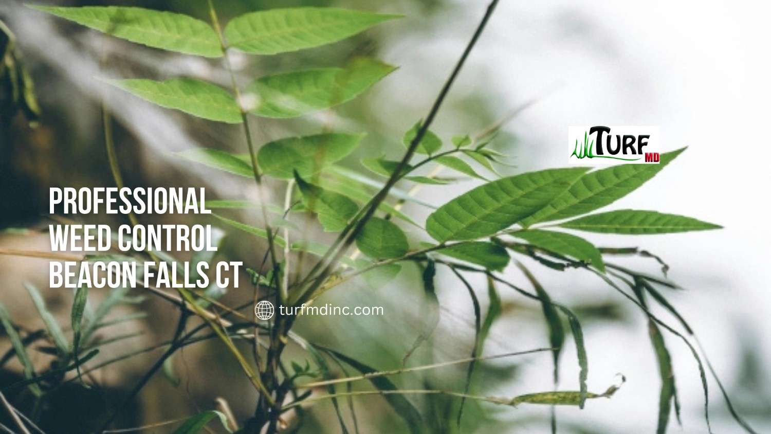 Weed control Beacon Falls CT