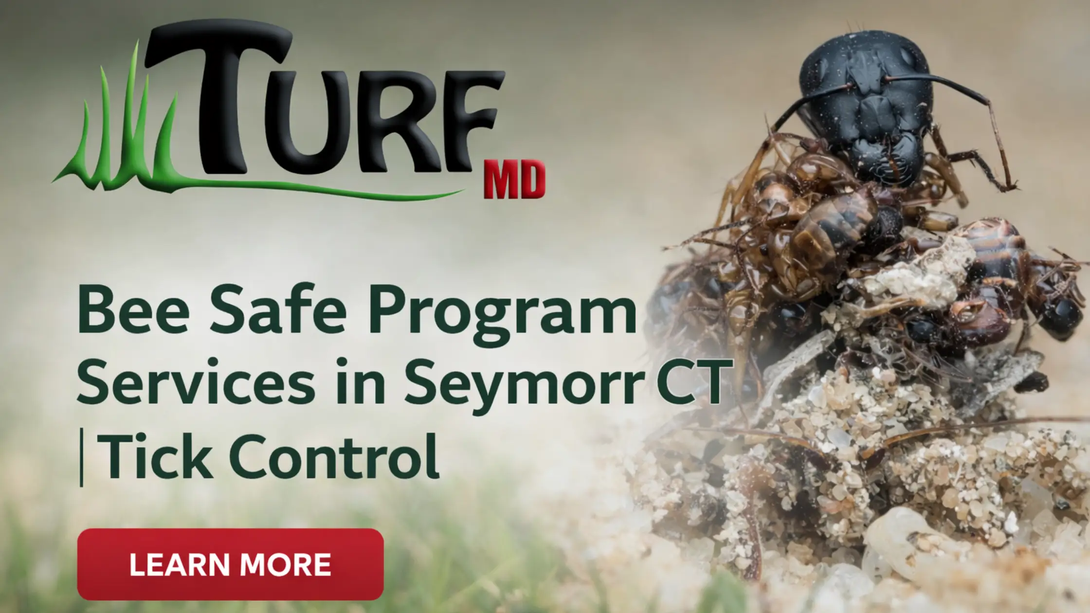 Bee Safe Program Services in Seymour CT | Tick Control