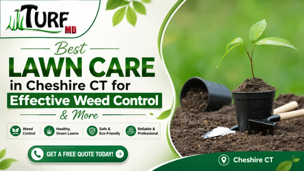 Best Lawn Care in Cheshire CT for Effective Weed Control | More